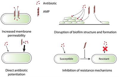 Synergistic action of antimicrobial peptides and antibiotics: current understanding and future directions